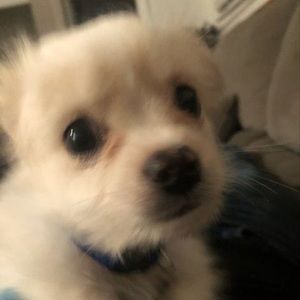 Meet your Posher, Steampunk